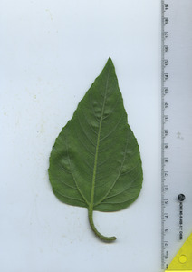leafbottom
