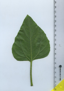 leafbottom