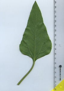 leafbottom
