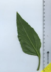 leafbottom