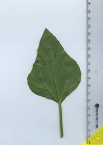 leafbottom