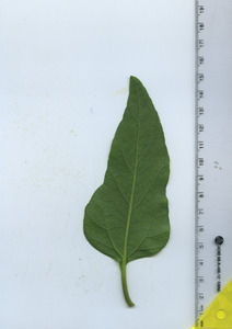 leafbottom
