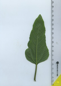 leafbottom