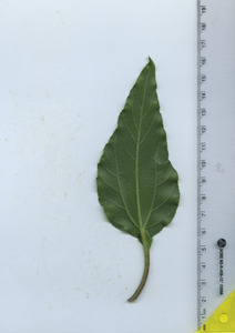 leafbottom