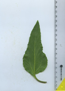 leafbottom