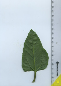 leafbottom