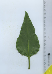 leafbottom