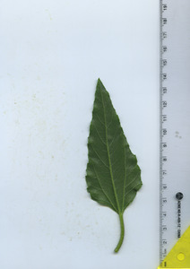 leafbottom