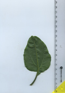 leafbottom