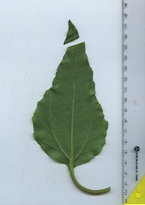 leafbottom