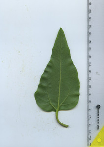 leafbottom