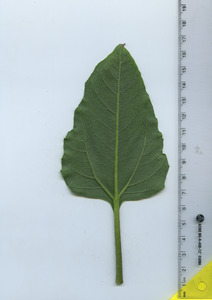 leafbottom