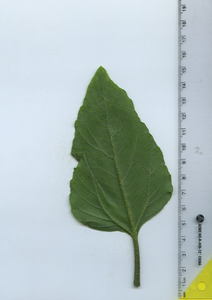 leafbottom