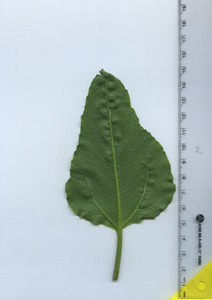 leafbottom