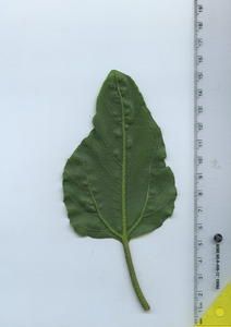 leafbottom