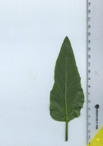 leafbottom