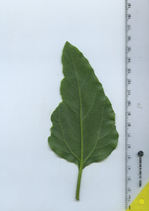 leafbottom