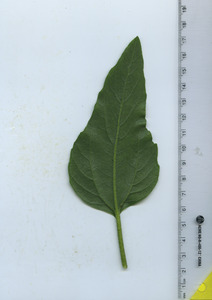 leafbottom