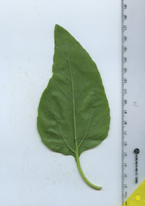 leafbottom