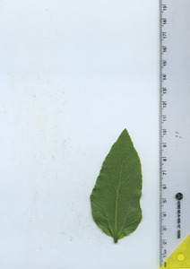 leafbottom