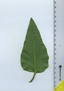 leafbottom