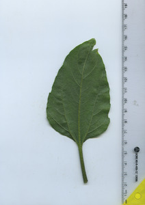 leafbottom