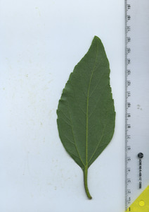 leafbottom