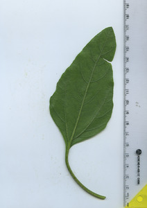 leafbottom
