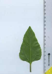 leafbottom