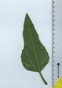 leafbottom