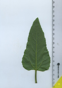 leafbottom