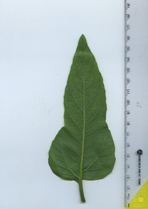 leafbottom
