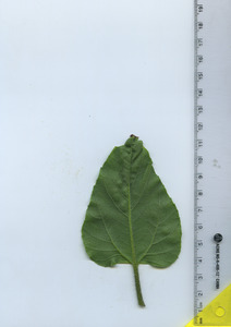 leafbottom