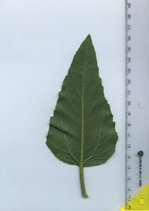 leafbottom