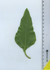 leafbottom