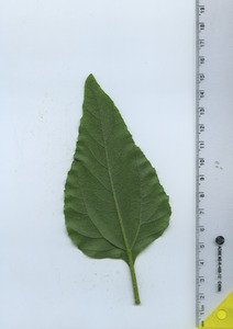 leafbottom