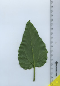 leafbottom