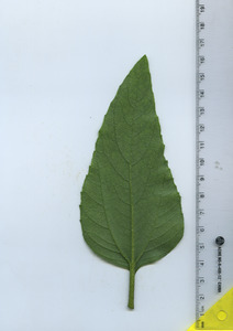 leafbottom