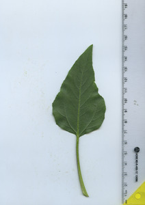 leafbottom