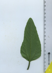 leafbottom