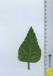 leafbottom