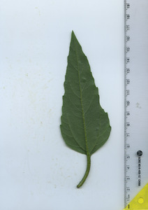 leafbottom