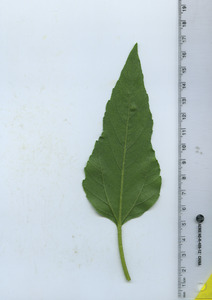 leafbottom