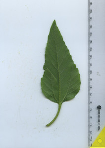 leafbottom