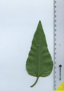 leafbottom