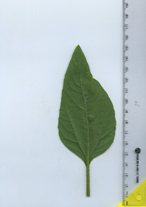 leafbottom