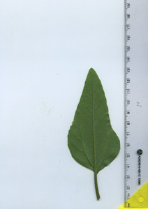 leafbottom
