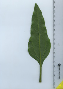 leafbottom