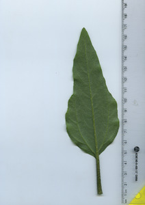 leafbottom