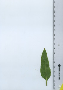 leafbottom